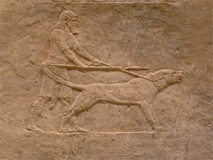 bassorilievi assiri caccia al leone British museum